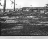 Gravröse på Bastuholmen