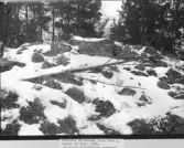 Gravröse på Tornön