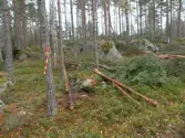 Kraftledningskabeln Fjäturen1;