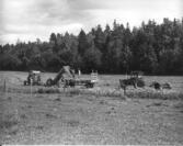 Skördearbete vid Skålhamra 1978
