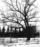 Skarpäng, ishockeyplan