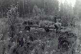 Hembygdsförbundets studieresa i Österbotten augusti 1982.