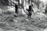 Höstutflykten 1986. Röjning på Söderbygravfältet i Haninge kommun.