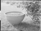 Trädgårdsurnor, Höganäs