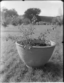 Trädgårdsurnor, Höganäs