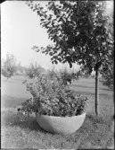 Trädgårdsurnor, Höganäs