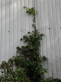 En växt med gröna blad framför en vit vägg. Soabs industrianläggning i Mölndals Kvarnby, år 2007. Anläggningen användes vid fototillfället av Hexion Speciality Chemicals Sweden AB.