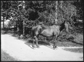 Häst, Andersson, Forsta, Kolbäck
Ur Gustaf Åhmans samling.