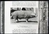 Avfotograferad bild av gris. (skiopt.). Förädlad svensk lantras. Dir. Celsing.
Ur Gustaf Åhmans samling.