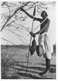 Acasia Senega. Gummiträd i Sudan, Skörd pågår.