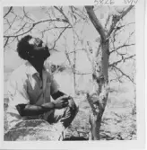 Skörd av gummi arabicum i Sudan.