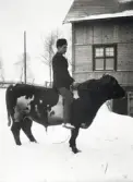 Edvard Thorell rider på en tjur
