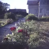 Brottö; blomsterprakt; krattad grusgång hos paret Frej (Frey?) som hyrde Harrys hus under många år.