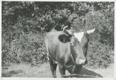 En ko står på en gräsmatta bakom en taggtråd, Backen eller Högen 1960-tal. Kon tittar på fotografen.