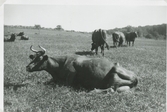 En ko ligger på en äng och i bakgrunden ses flera kor som betar eller vilar, Backen eller Högen 1960-tal.