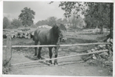 En arbetshäst står vid ett par nedlagda slanor som fungerar som grind, Backen eller Högen 1960-tal. I bakgrunden ses nedsågat virke, träd och gräsmattor.