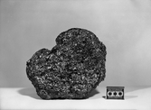 Trädlevande svamp ur doktor Broddessons samling, 1945