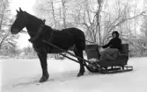 Kvinna kör häst och släde