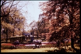 Vårbild från Linneparken i Växjö 1956.