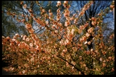 Blommande japanskt körsbärsträd. 1956