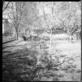 Trädgård tillhörande familjen Svanberg på Södra Kyrkvägen 10 