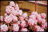 Blommande rhododendron, Växjö 1956.
