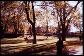 Linnéparken 1956, fotograferad från Norra Järnvägsgatan mot Domprostgården.