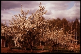 Blommande fruktträd, Växjö 1956.