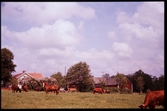 Gård i Nöbbele, 1956. Äng med betande kor och en häst.