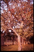 Vildäppelträd, 1956.