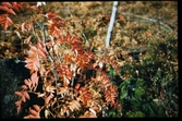 Rönnblad med höstfärger, Växjö 1956.