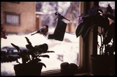 Fåglar utanför ett fönster, Ekelundsgatan i Växjö. Sent 1950-tal.