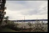 Äppelodling vid Kurrebo. Sånnahult, Urshult. I bakgrunden ligger sjön Åsnen. 1958.