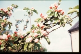 Blommande äppelkvist, sent 1950-tal.