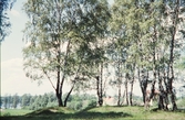 Gravhögar på gravfältet vid Kampen i Växjö, sent 1950-tal. I bakgrunden till vänster skymtar Växjösjön.