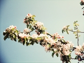 Blommande äppelgren. Växjö sent 1950-tal.
