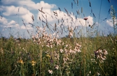 Ängsblommor.