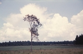 Åkerlandskap, 1958.