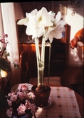På ett bord framför fönstret står en vit amaryllis och en azalea.