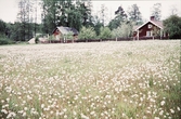 Öjaby. Maskrosfält och bostadshus, 1959.