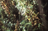 Spindel i nät. 1959.