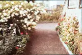 Blomsterrabatter på Pilgatan 9, Väster i Växjö 1960.
