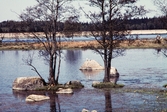 Våtmark vid Huseby om våren, 1960.