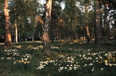 Skogsdunge på Skogslyckans kyrkogård i Växjö, ca. 1960.