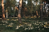 Skogsdunge på Skogslyckans kyrkogård i Växjö, ca. 1960.