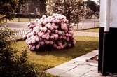 Rhododendronbuske i en trädgård.