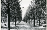 Sala.
Parti från Stadsparken, 1933.