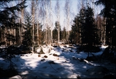 Skogsglänta på Västra Mark i Växjö en marsdag 1971.