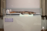 Vänersborgs museum. Alligator i den Nordiska djursalen.