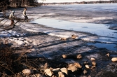 Barn leker vid Helgasjön under islossningen. Växjö, våren 1972.